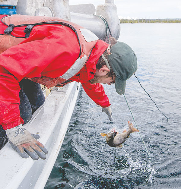 Captain Ben Brogie pulls in a lake trout caught in a net from the deck of the Cutthroat boat.