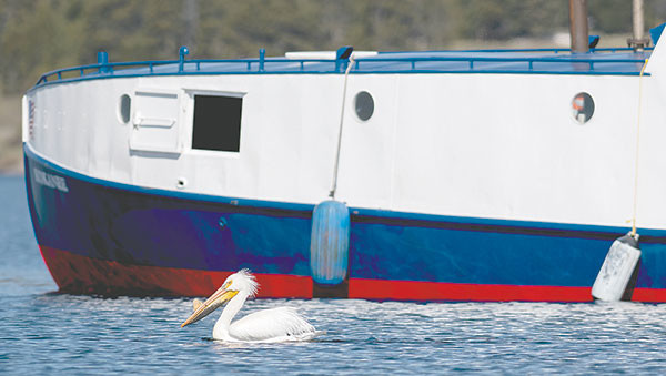 An American white pelican, with a bill horn showing, hangs out around the Freedom, the park service’s largest boat. American white pelicans grow a bill horn that falls off after breeding season; several species of birds hang around the boats, hoping for a free meal as crews remove lake trout from Yellowstone Lake.