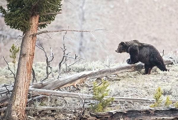 A grizzly makes it’s way across the Blacktail Deer Plateau in Yellowstone National Park on April 7. Hikers and outdoors enthusiasts are encouraged to be wary when in the park and other parts of grizzly country, as bears are waking from their winter slumber.