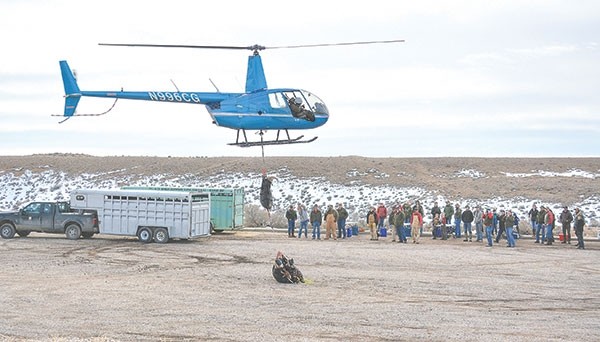 Native Range Capture Services pilot David Rivers eases a few bighorn sheep to the ground while Wyoming Game and Fish personnel and various volunteers prepare to hustle in and process them. A total of 22 sheep from the Devil’s Canyon herd were captured on Feb. 18, flown to the staging area near Bighorn Lake and then trucked south to the Ferris Mountains.