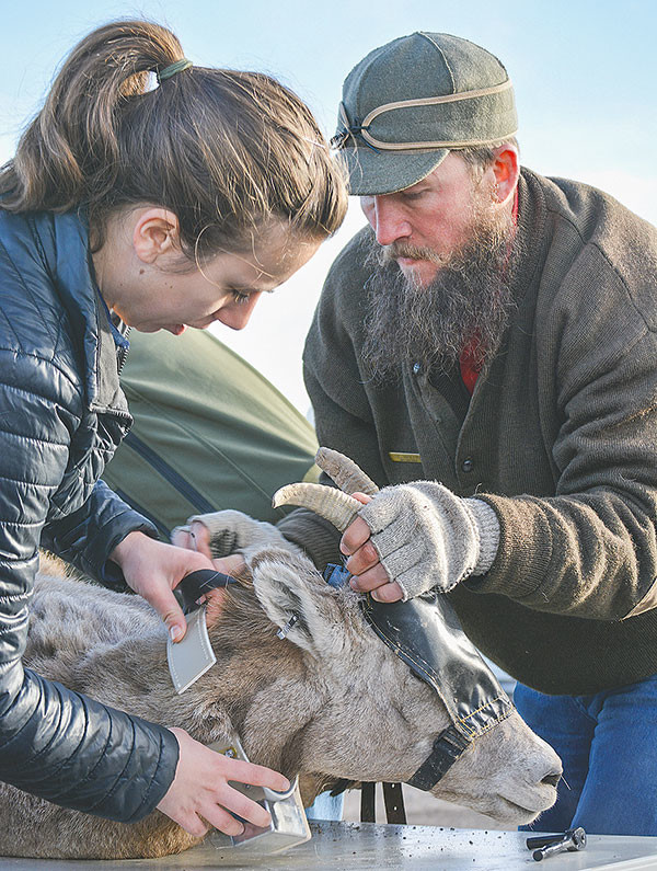 With the help of Wyoming Game and Fish Department Bighorn Basin brucellosis habitat biologist Eric Maichak, volunteer Megan Tashash (at left) straps a collar around a bighorn sheep on Feb. 18.