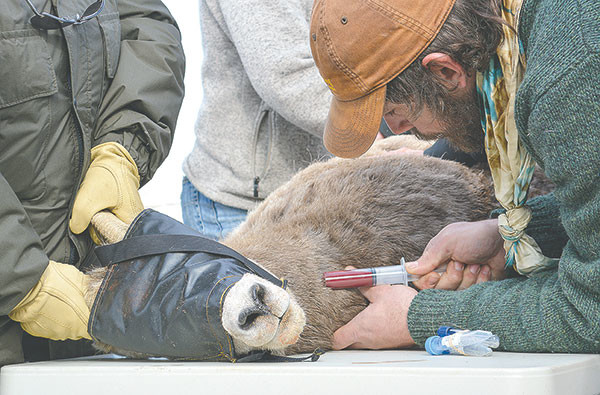 Wyoming Game and Fish Wildlife Biologist Cole Hansen, of the department’s veterinary services, draws blood from a captured ewe on Feb. 18.