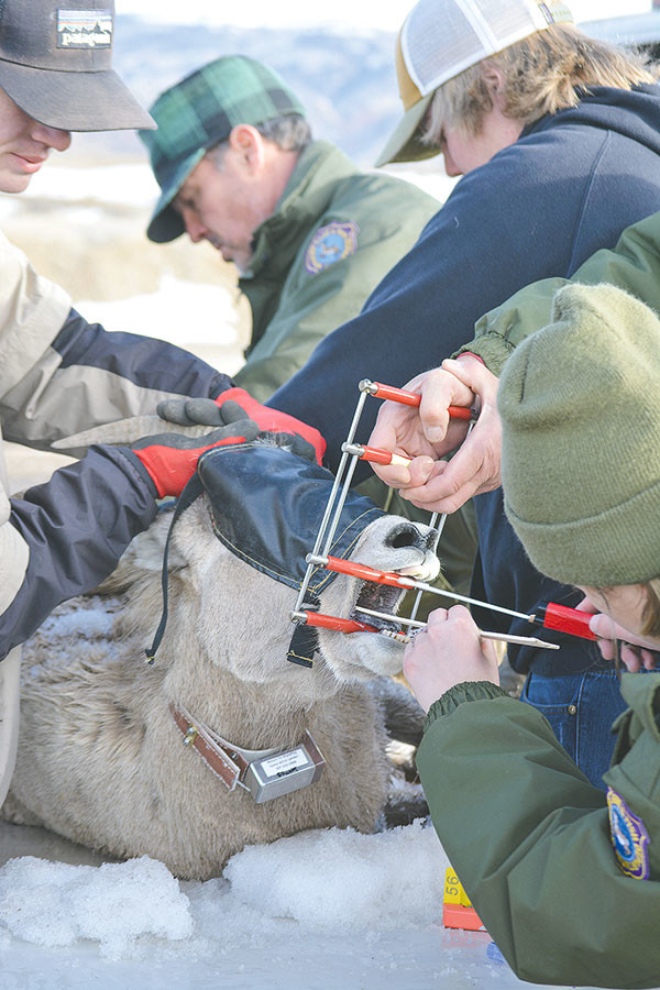 With the assistance of volunteers, Wyoming Game and Fish Department personnel inspect the mouth of a captured bighorn sheep on Feb. 18.