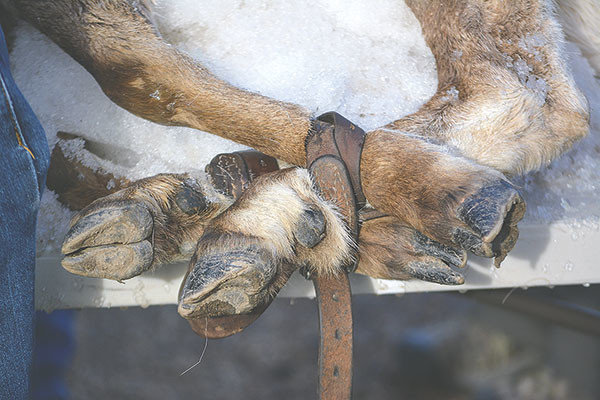After being captured, bighorn sheep were temporarily tied up to help keep them still as they were flown from Devil’s Canyon to a processing area near the Kane Boat Ramp.