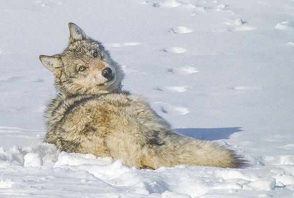 Rep. Liz Cheney, R-Wyo., and representatives from Wisconsin and Minnesota introduced a bipartisan wolf bill that would remove gray wolves from the Endangered Species Act list and nix litigation following delisting.