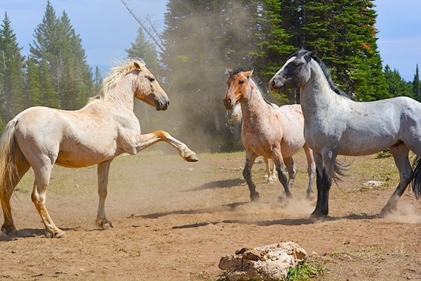 Wild horses, including these shown in the Pryor Mountains in 2015, establish a strict hierarchy. The Bureau of Land Management has increased the appropriate management level by five to 15 adult head in the Pryor Mountain herd.