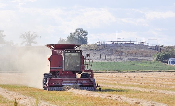 Gluten-free oats are harvested east of Powell in September. Last year, Gluten Free Oats grew more oats locally than ever — 1,200 acres. The majority of those oats are still in storage. The Powell company may not be contracting acreage in 2016, but that decision is not final yet.