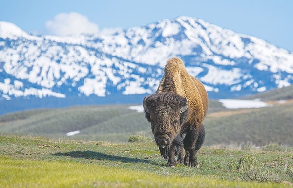 Yellowstone National Park bison migrating out of the park in  search of food in the spring and winter are often slaughtered to prevent the possibility of the animals transmitting brucellosis to Montana cattle. However, options exist that could prevent the slaughter or at least reduce it.