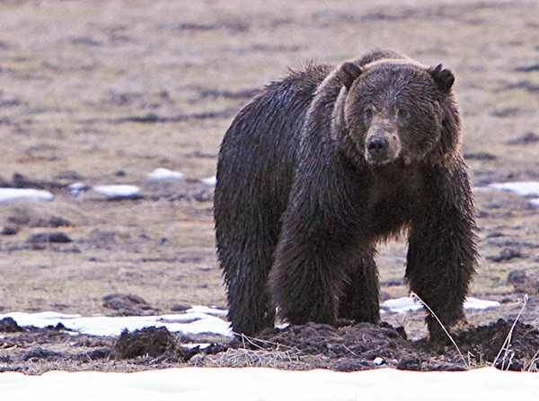 A grizzly bear is pictured on the north of Obsidian Cliff in Yellowstone National Park last year. The Park County Commission on Tuesday approved a resolution calling for federal protections of the grizzly bear to be removed.