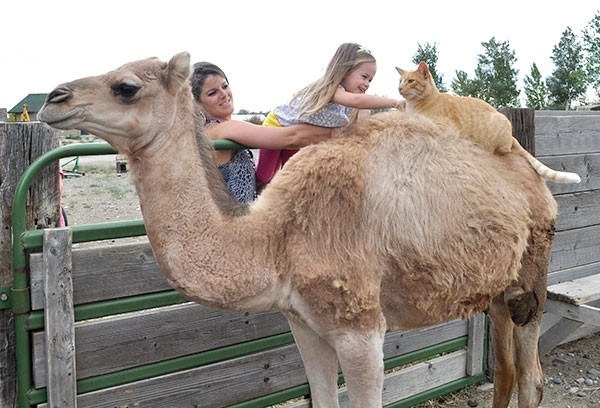 Savannah Sapp, 3, being held by her mom, Megan Sapp, reaches out to pet John Henry the cat, who is perched on Carrie the camel. Carrie and the cat have become friends since the young camel arrived at Arrowhead Alpacas, located east of Powell on Lane 9.