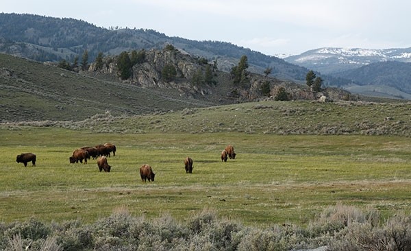 Buffalo graze on green grass in the Lamar Valley area in Yellowstone National Park between Tower Junction and the Northeast Entrance on May 1. Beginning June 1, Yellowstone entrance fees will increase, and visitors will pay more to travel through the park.