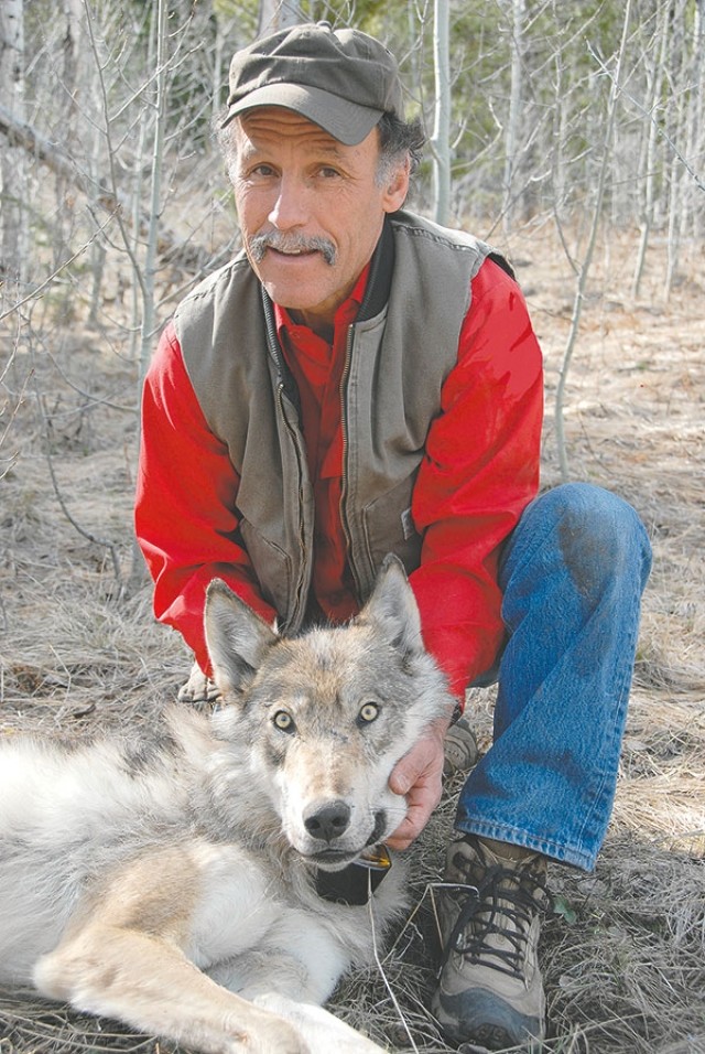 U.S. Fish and Wildlife Service wolf biologist Mike Jimenez in the field with a collared wolf.