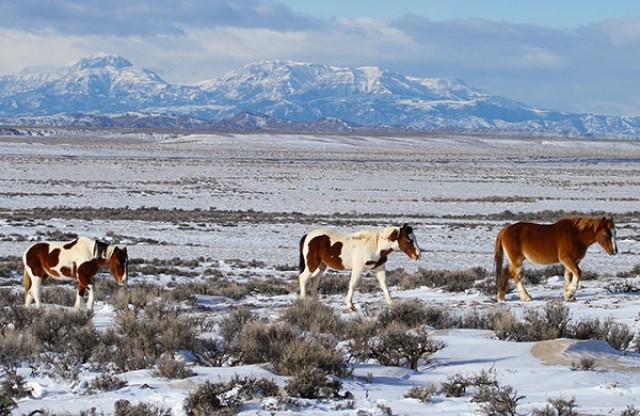 Wild mustangs from the McCullough Peaks Horse Management Area take a winter stroll with Carter Mountain in the background. These horses belong to Tecumseh’s, Medicine Hat’s and Tyke’s bands. Those are the names of some of the lead stallions but they are not pictured here. These horses tend to roam the south end of the 109,000-acre horse management range, which is managed by  the Bureau of Land Management office in Cody. None of these horses were part of the BLM-organized roundup.
