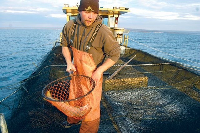 Hickey Brothers Fishery employee Steve Warwick pulls a big lake trout from a trap net. A total of 140 lake trout had radio transmitters inserted in their bellies to track the trout and lead the way to spawning beds where the National Park Service hopes to exterminate as many as possible in the future.