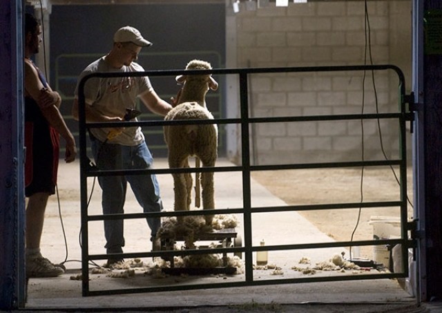 Weston Borcher works on finishing touches while shearing a sheep Wednesday night at the Park County Fair.