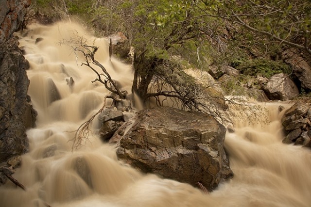 A torrent of water coming down Five Springs Creek in the Big Horn Mountains east of Lovell reflects the condition of many area streams as they receive the run-off from heavy winter snow.