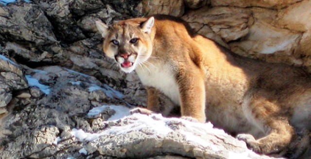 A three-year study is underway to determine the relationship between mountain lions and their prey.