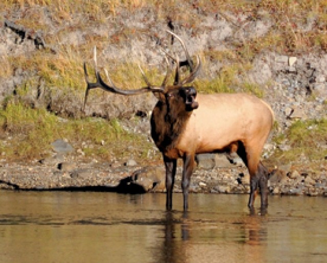 A bull elk bugles in the Yellowstone River last fall.