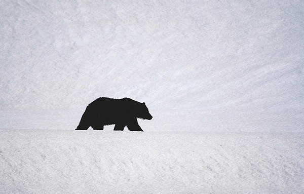 A grizzly crosses a snowy valley just north of the Yellowstone River on the Grand Loop Road on Friday. Grizzlies hibernate, also called denning, for about five months a year in the park and are now out and hungry. The deep snow hides much of the plant life the bears depend on in early spring.
