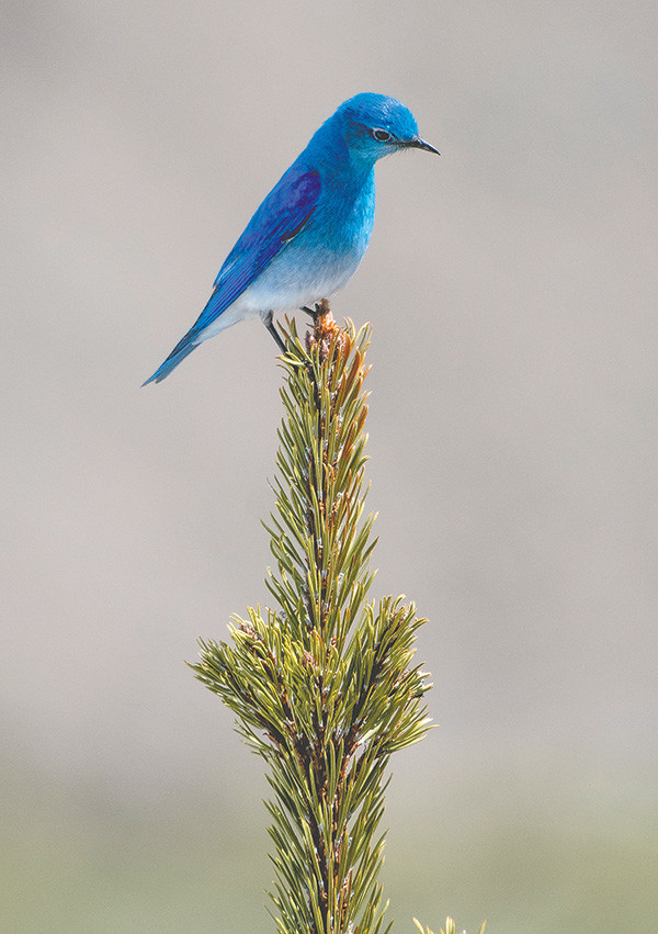 A male mountain bluebird forages during the afternoon at Nez Perce Ford on the Grand Loop Road. The birds are common in the area’s wide-open spaces at middle and higher elevations.