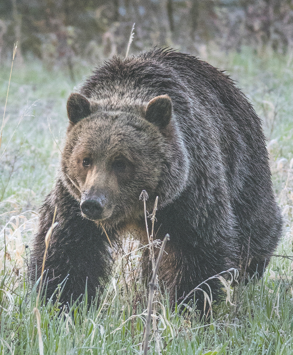 A grizzly bear browses for a morning snack on the North Fork earlier this year. Litigation experienced during the delisting of the species is one of the reasons why Gov. Matt Mead, U.S. Sen. John Barrasso and others are looking for ways to amend the Endangered Species Act.