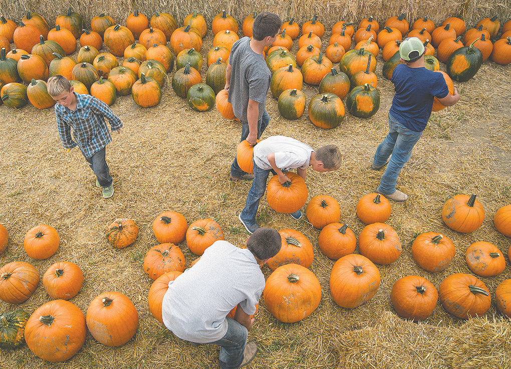 Ty, Hunter, Joe, Tate, and Zach Gallagher get ready to reopen Gallagher’s Corn Maze and Pumpkin Patch after grizzlies got into the family’s corn, prompting a temporary closure of the nearby maze. The maze, now surrounded by a new electric fence, is open Fridays through Sundays through October.
