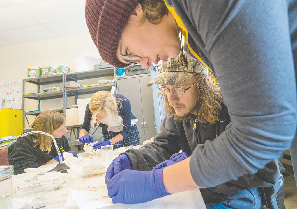Archaeology graduate students Molly Herron and Ryan Bush process tiny fragments of a mammoth found west of Cody while Ashley Harris and Marieka Arksey, collections manager for the university archaeological repository, work on remains in the background during a special class to process the discovery.