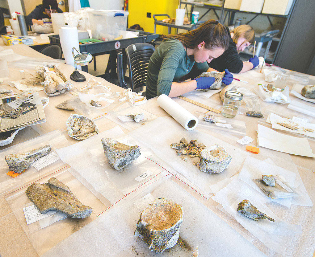 University of Wyoming archaeology students Morgan Robins and Ashley Harris painstakingly clean bone fragments from a mammoth found near Cody at the Buffalo Bill State Park and Reservoir.