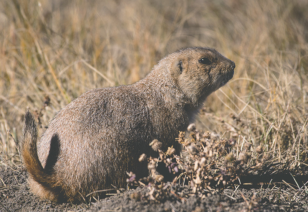 Prairie dogs are the main food source for black-footed ferrets. Unfortunately, prairie dogs also have fleas that carry bubonic plague. Scientists would like to find a way to alter genetics in the endangered ferrets to make them more disease resistant.