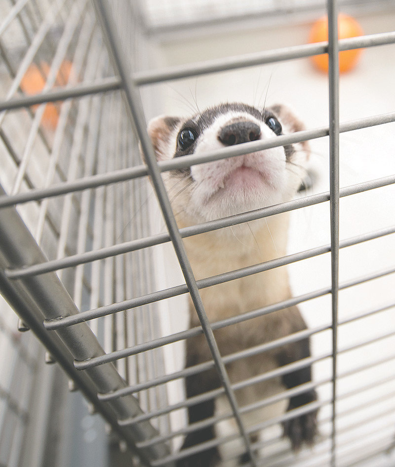 All black-footed ferrets in the wild today can trace their genes back to the National Black-Footed Ferret Conservation Center, pictured here. Private industry researchers would like to one day make the species disease-resistant and more genetically diverse.