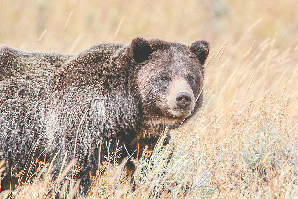 A grizzly is pictured near Wapiti Lake Trail in Yellowstone National Park in 2015. Federal officials may propose a new rule to delist grizzlies in the Yellowstone area, but any change in the current status will take at least two years.