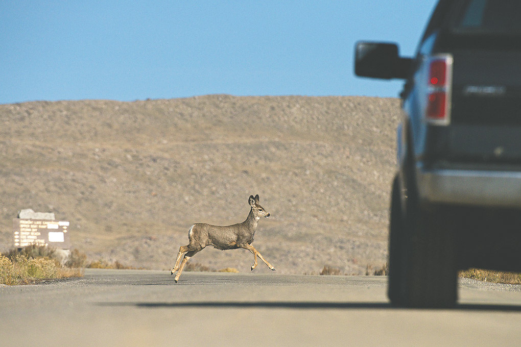 A mule deer doe migrates across a road near Fremont Lake outside of Pinedale. The story of how migration data led to conservation of a crucial bottleneck in this area is one of the 70 topics covered in the Wild Migrations atlas.