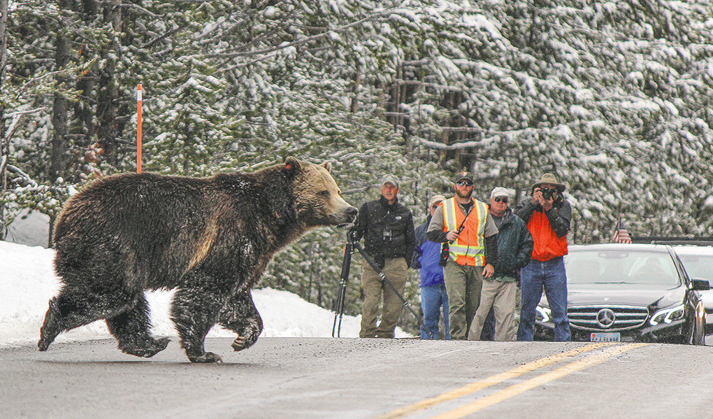 Grizzly bears — such as this bruin in Yellowstone National Park — are a hot topic in this year’s legislative session. Both chambers of the Wyoming Legislature have introduced bills in response to a judge’s decision that stripped the state of the ability to manage grizzlies outside of the national parks.