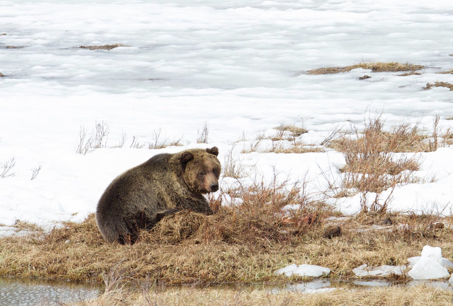 A grizzly bear browses in Yellowstone National Park earlier this month after being one of the first grizzlies spotted to have come out of hibernation. Grizzlies are roaming further south and east from the park, coming into increasing conflicts with humans and livestock.