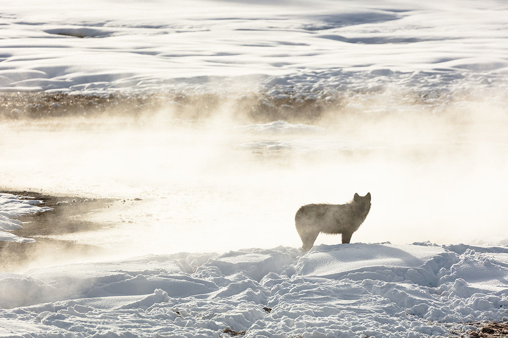 A member of the Wapiti Lake Pack is silhouetted by a nearby hot spring in Yellowstone National Park last year. The park’s wolf population has declined in recent years.