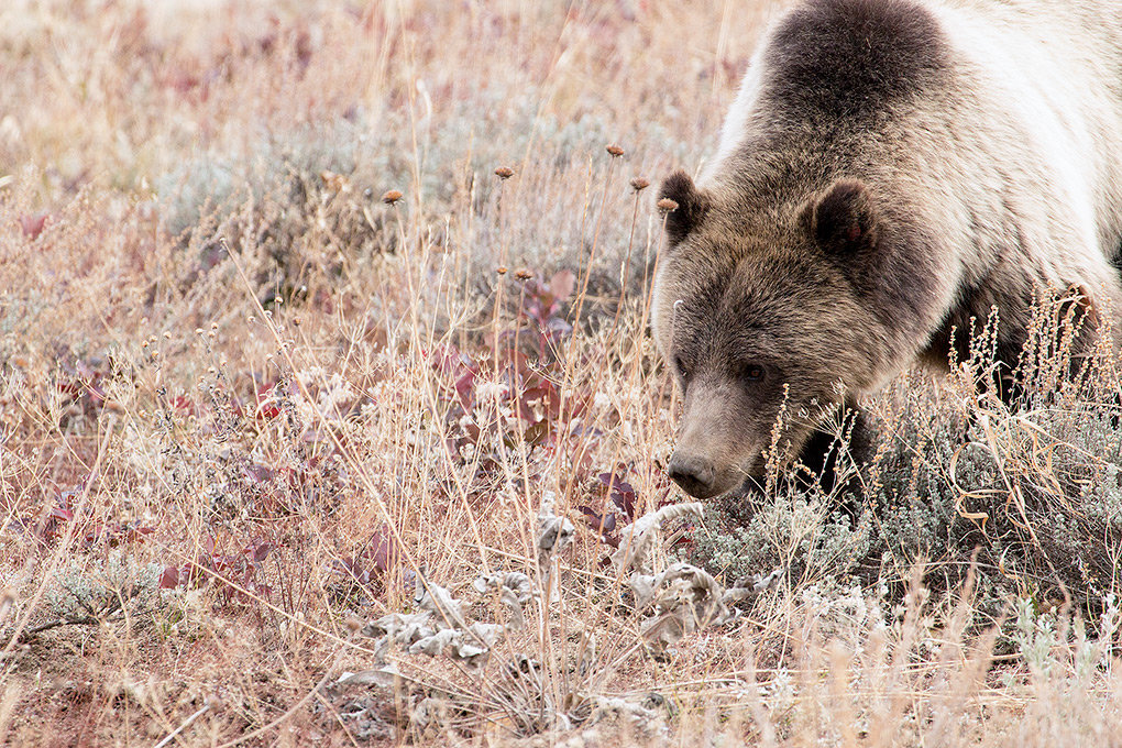 A grizzly bear — one of more than 700 in the Greater Yellowstone Ecosystem — forages for a meal in Grand Teton National Park. The current method of estimating the number of grizzly bears was designed to be conservative. The Wyoming Game and Fish Department is in the process of conducting its own count.