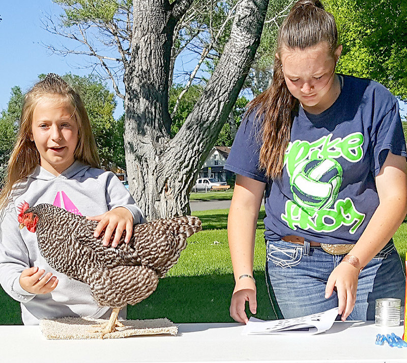 Katie Morrison (left) showcases her 2-year-old Leghorn laying hen, with her sister Allison standing by to help.