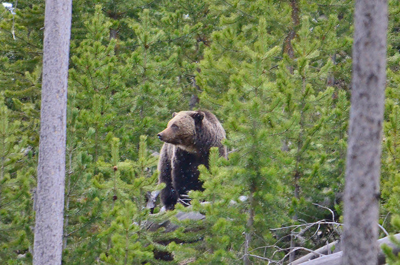 A grizzly bear is pictured in Yellowstone in this file photo.
