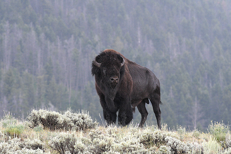 Near Specimen Ridge in Yellowstone, a male bison surveys the land while enduring an afternoon thunderstorm.