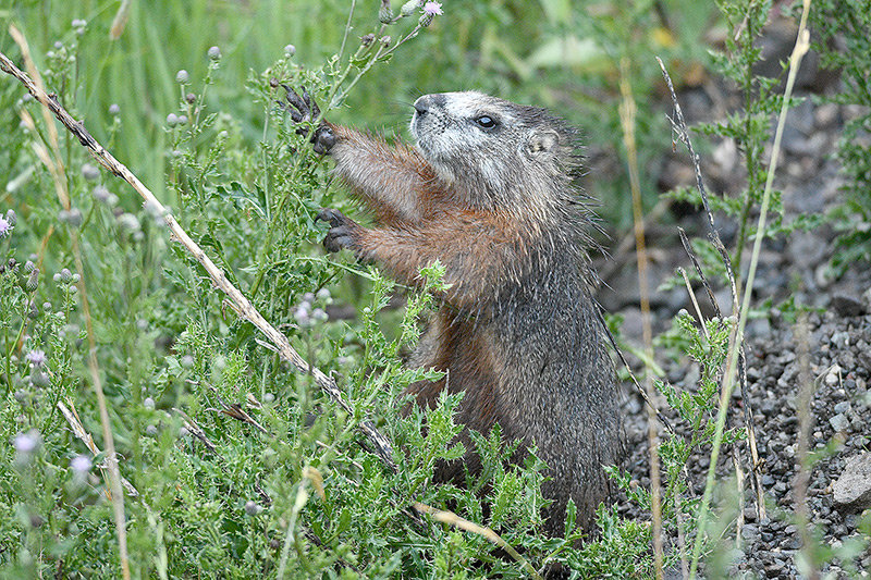 A yellow-bellied marmot snacks on plants near its den close to the lower East Entrance of Yellowstone.