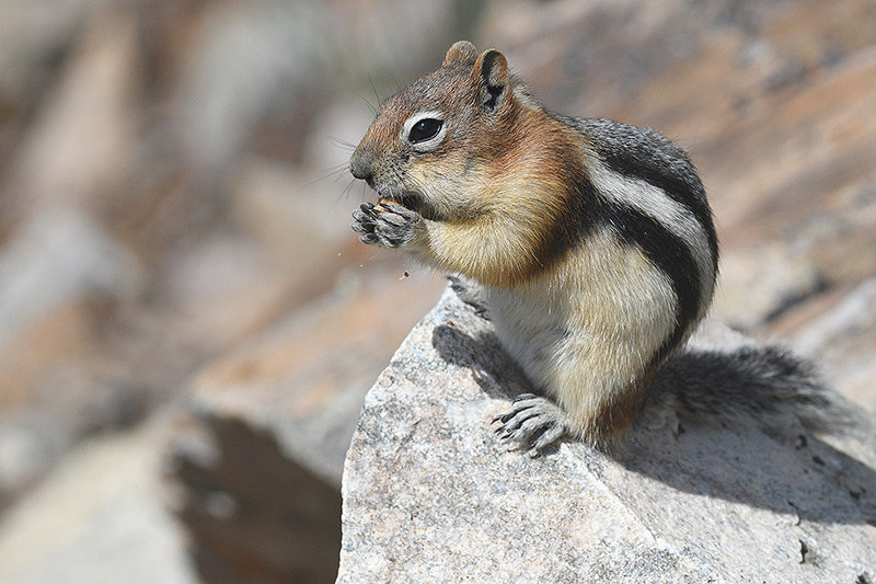 At a scenic overlook in the Beartooth Mountain Range, a golden-mantled ground squirrel dines on food before disappearing into one of the many passageways hidden throughout the rocky surroundings.