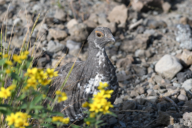 At Lake Butte Overlook,  a grouse takes a peek at visitors enjoying the views of Yellowstone Lake.