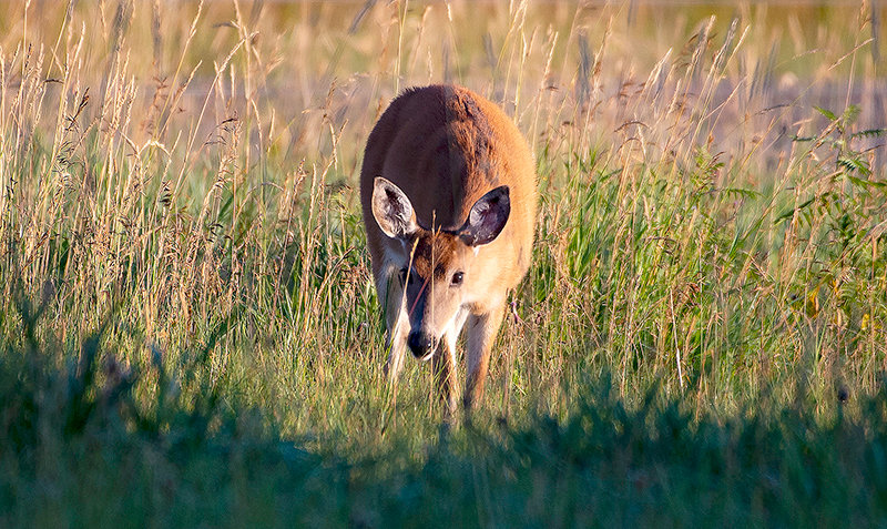 A white-tailed doe browses in an agricultural field near Meeteetse before being harvested during a Sisters of the Sage hunt.