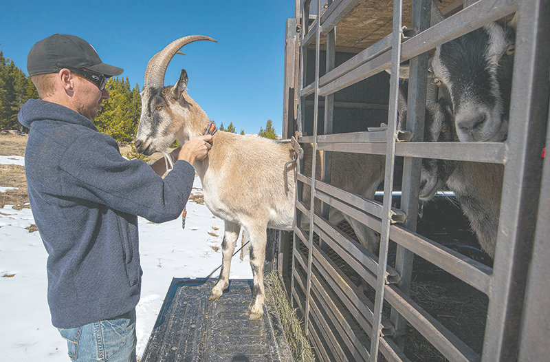 Justin Starck leads his pack goats out of their truck bed pen before saddling and loading them with provisions for a hunt deep into the Bighorn National Forest on Monday. Justin and the goats accompanied his wife, Desarae, on an elk-hunting trip. The Starcks chose goats over horses for a variety of reasons, including lower cost and the freedom to go where horses can’t.