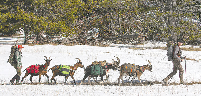 Desarae and Justin Starck, of Rozet, lead their pack goats through the Bighorn National Forest on their way to camp deep in the wilderness on an elk-hunting trip. The goats follow their human pack leaders, thanks to bonding with their owners since birth.