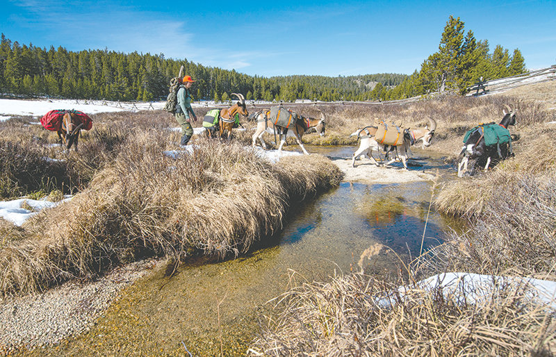 While on her way to set up camp for her elk hunt, Desarae follows her small herd of pack goats as they cross a creek in the Bighorns. When mature, each goat can carry up to 70 pounds of gear.