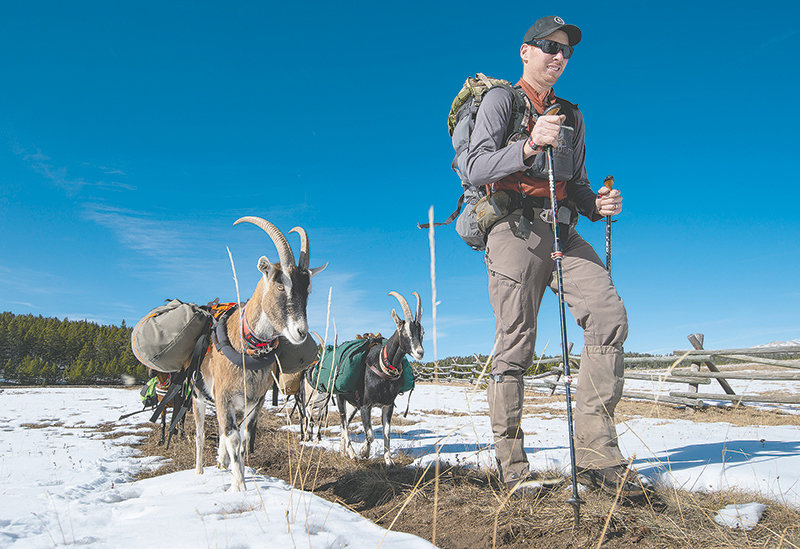 Justin Starck leads a small herd of pack goats on a 5-mile hike in the Bighorn National Forest on Monday. Justin, his wife Desarae and the goats set out on an elk hunt Monday. The goats carried most of the equipment and food necessary for a week in the mountains, helping Desarae bag a trophy bull elk on Tuesday. Pack goats are becoming more popular for hunters, hikers and outdoor enthusiasts wanting to save money and to hike where horses can’t go.