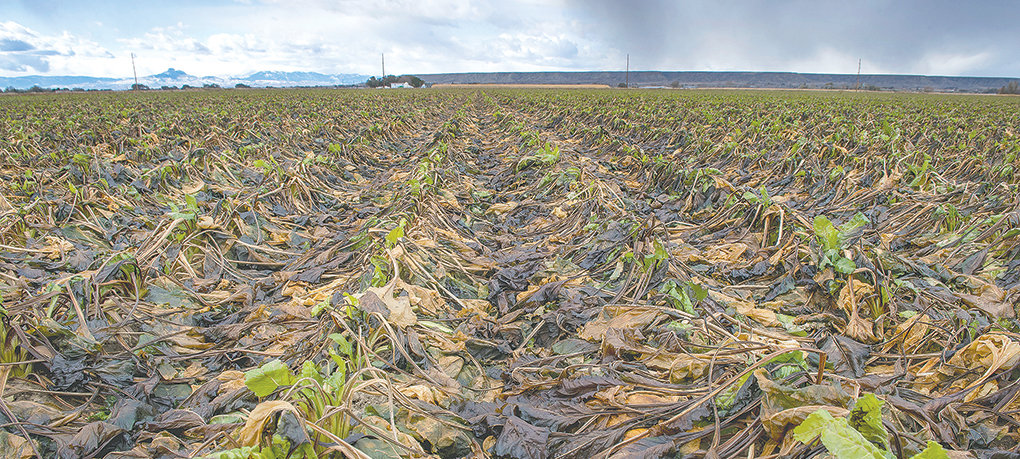 The damage dealt by a recent freeze is evident on this field of sugar beets, located just north of Powell. Farmers are hoping for warmer temperatures in November to get the crop in.