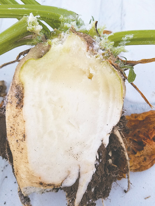 A cross-section of a sliced sugar beet shows the damage from the October freeze. The darkened part at the top of the beet indicates freeze damage. With warmer temperatures, beets have lightened (or repaired) some.