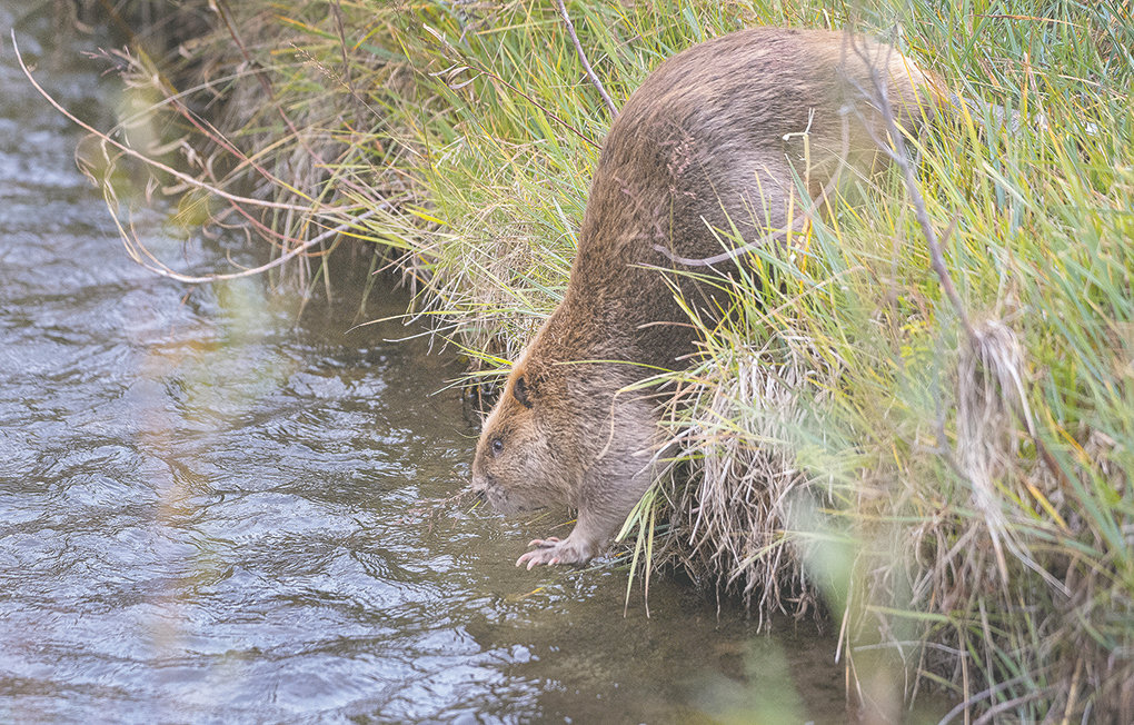A female beaver carrying a radio transmitter is released to an isolated stream in the Absaroka foothills. The beaver was the last in her family to be relocated from private property — where they were causing unwanted flooding — to a spot where their handy work will improve the habitat for fish, waterfowl and plant life.
